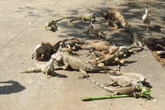 SONY DSC