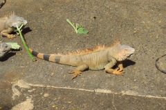 SONY DSC