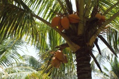 SONY DSC