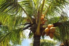 SONY DSC