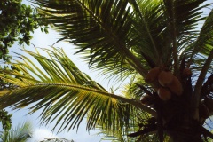 SONY DSC