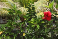 SONY DSC